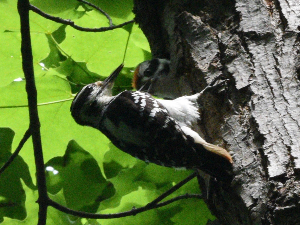 Hairy Woodpecker - ML620290033