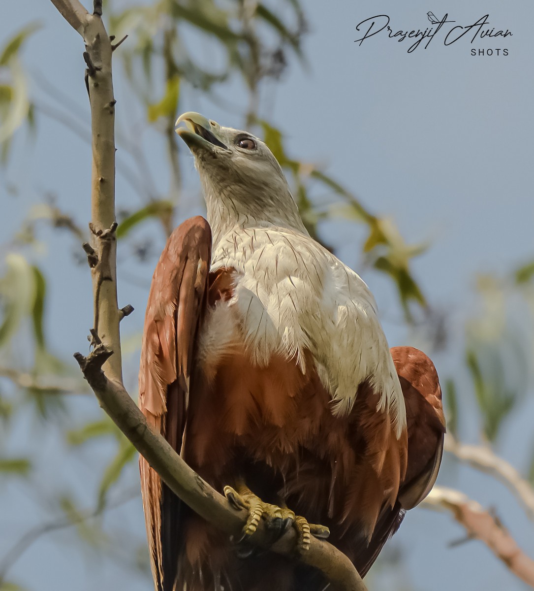 Brahminy Kite - ML620290034