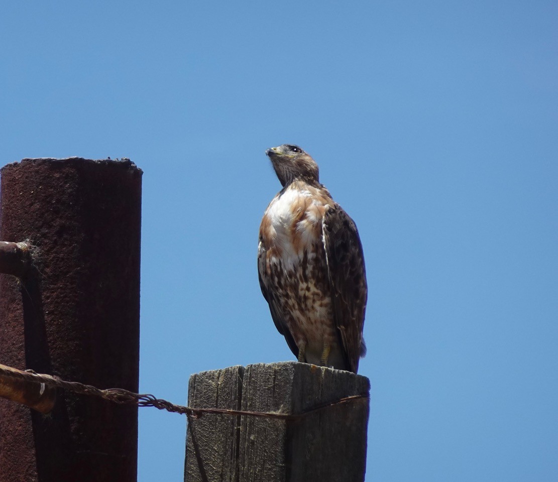 Red-tailed Hawk (calurus/alascensis) - ML620290035