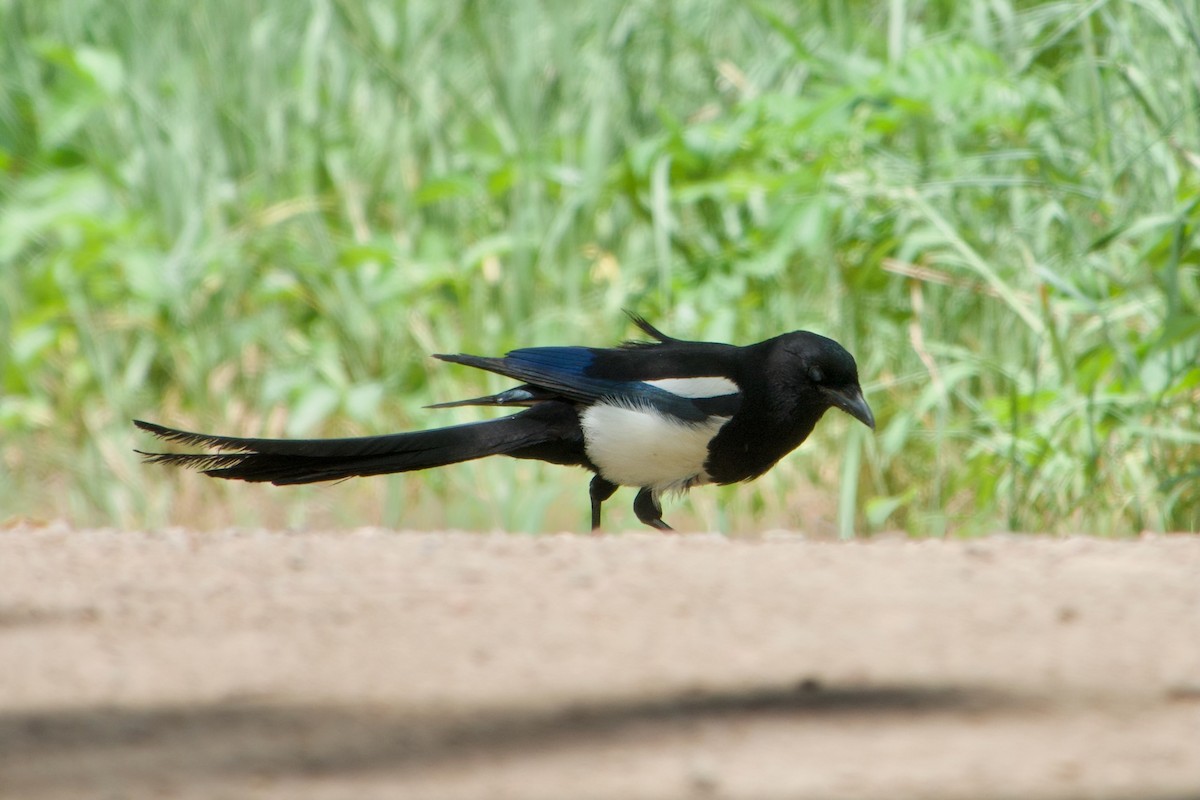 Black-billed Magpie - ML620290046