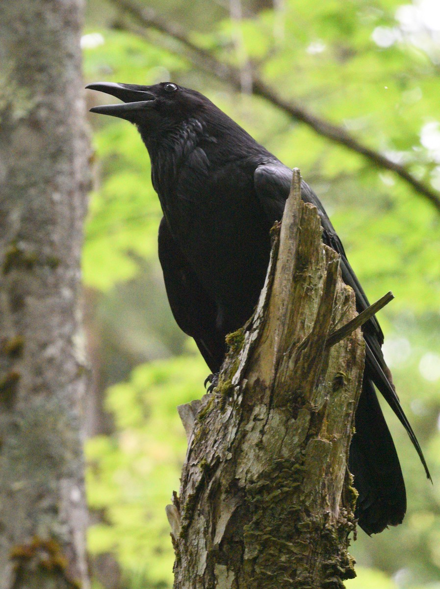 Common Raven - ML620290052