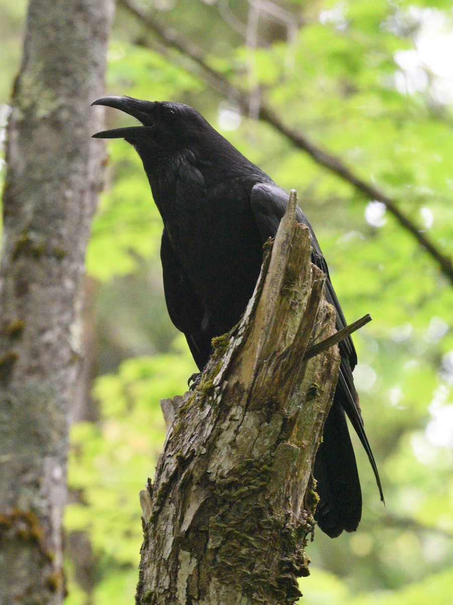 Common Raven - ML620290053