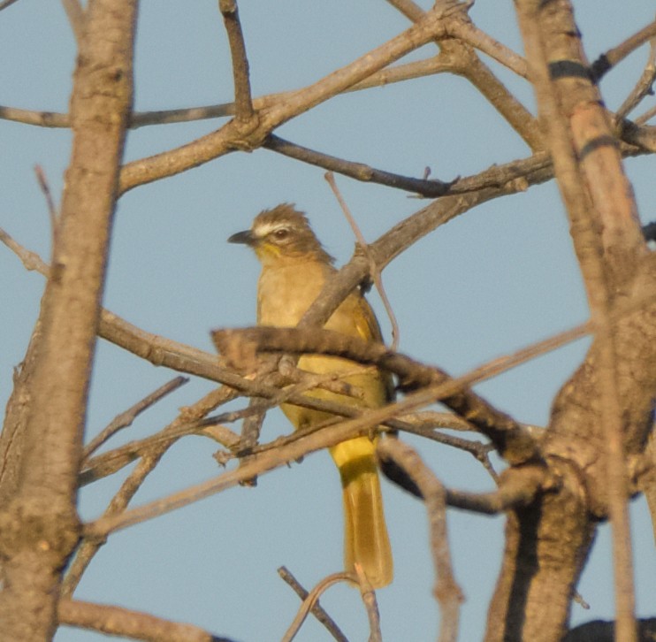 White-browed Bulbul - ML620290056