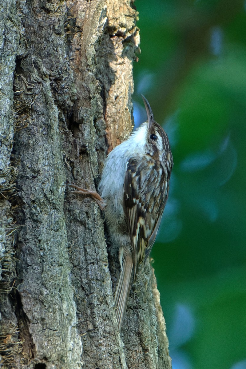 Short-toed Treecreeper - ML620290060