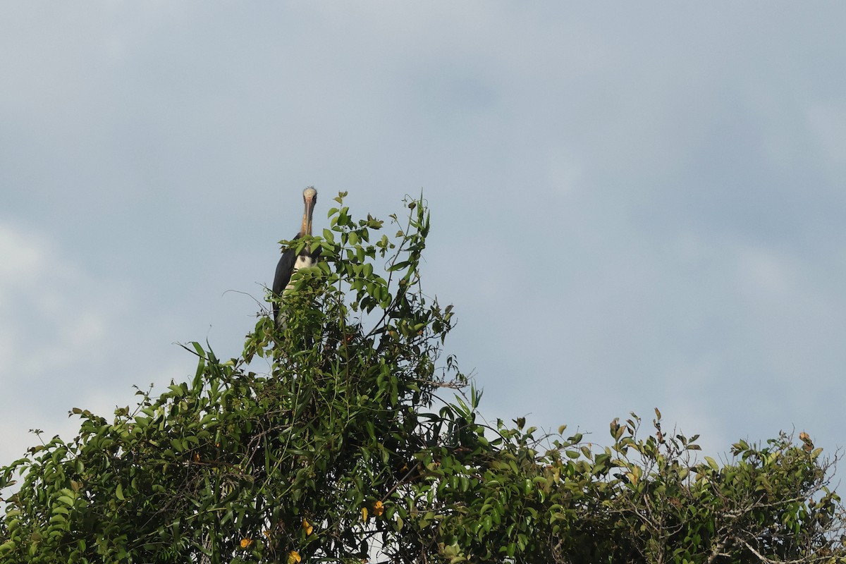 Lesser Adjutant - ML620290068