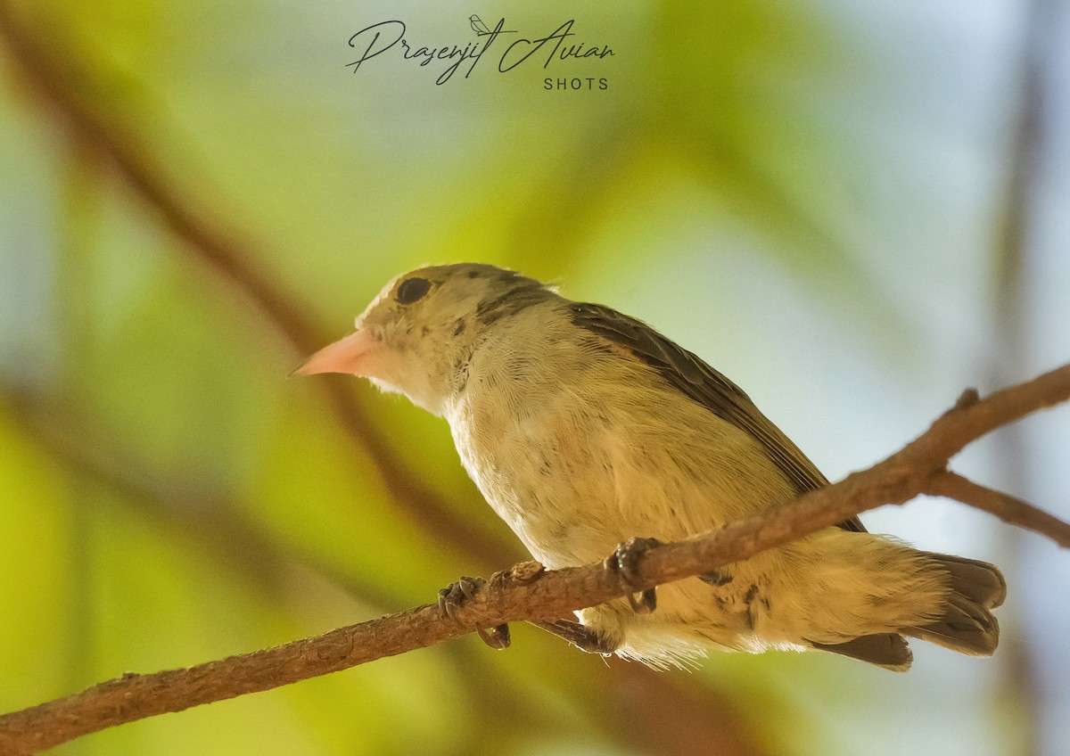 Pale-billed Flowerpecker - ML620290070