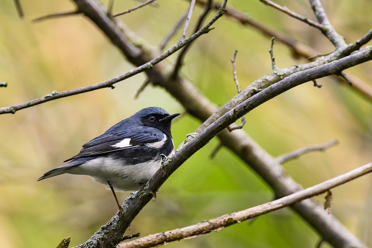 Black-throated Blue Warbler - Eric Stenstrom