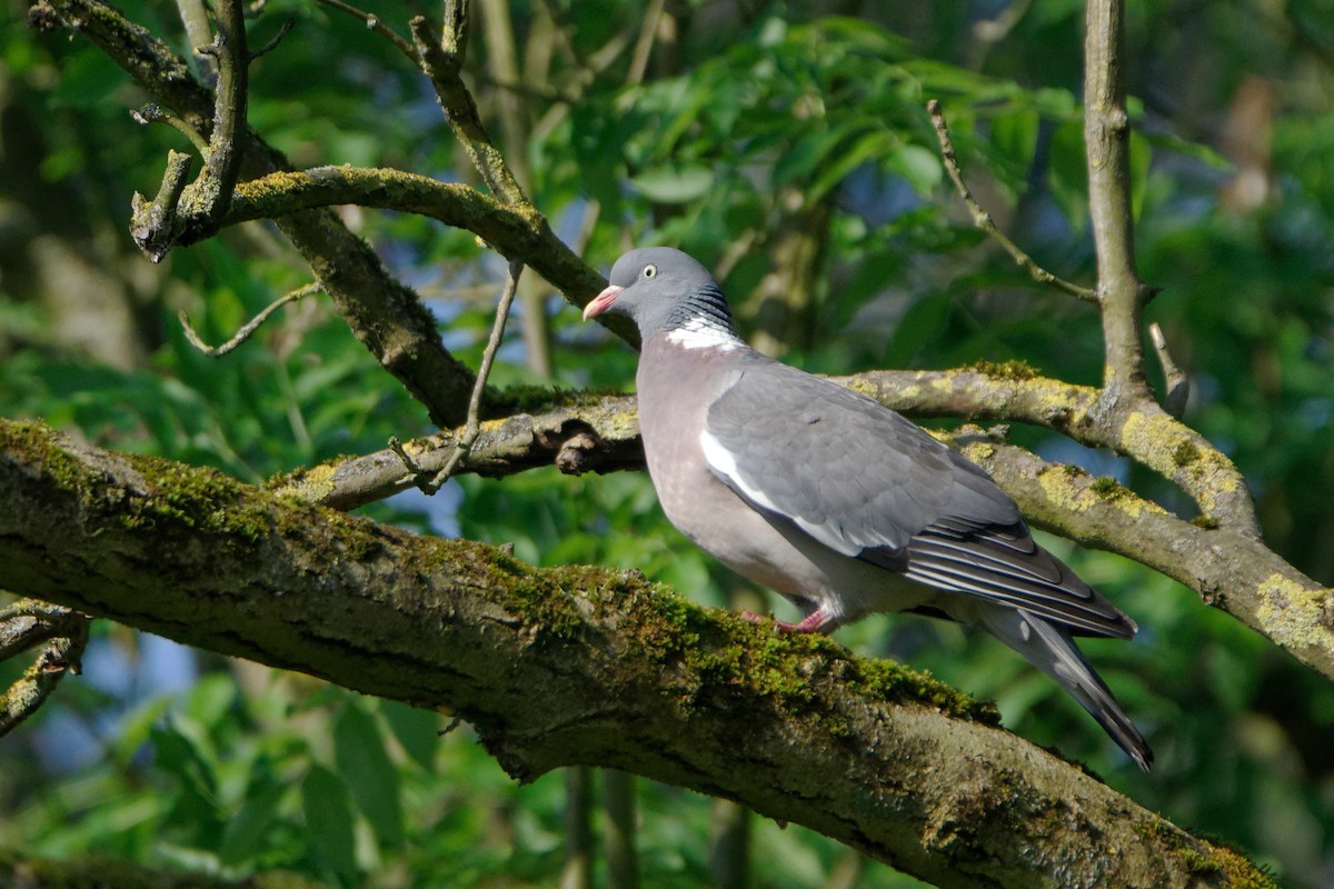 Common Wood-Pigeon - ML620290077