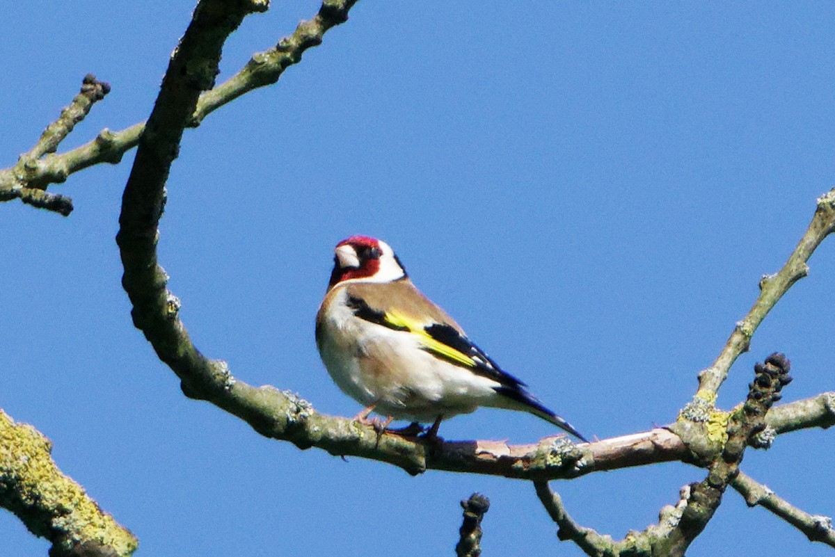 European Goldfinch - ML620290084