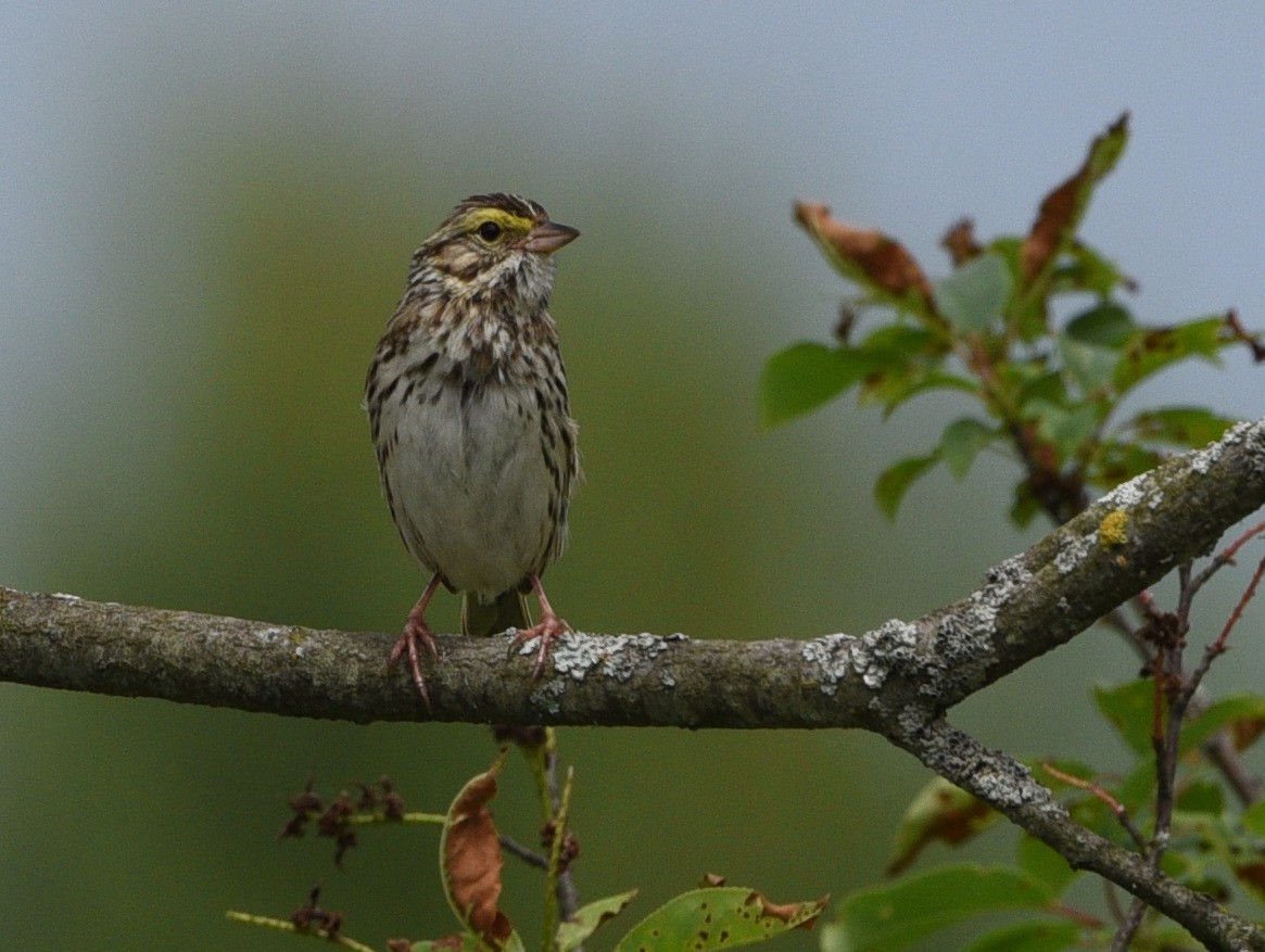 Savannah Sparrow - ML620290089