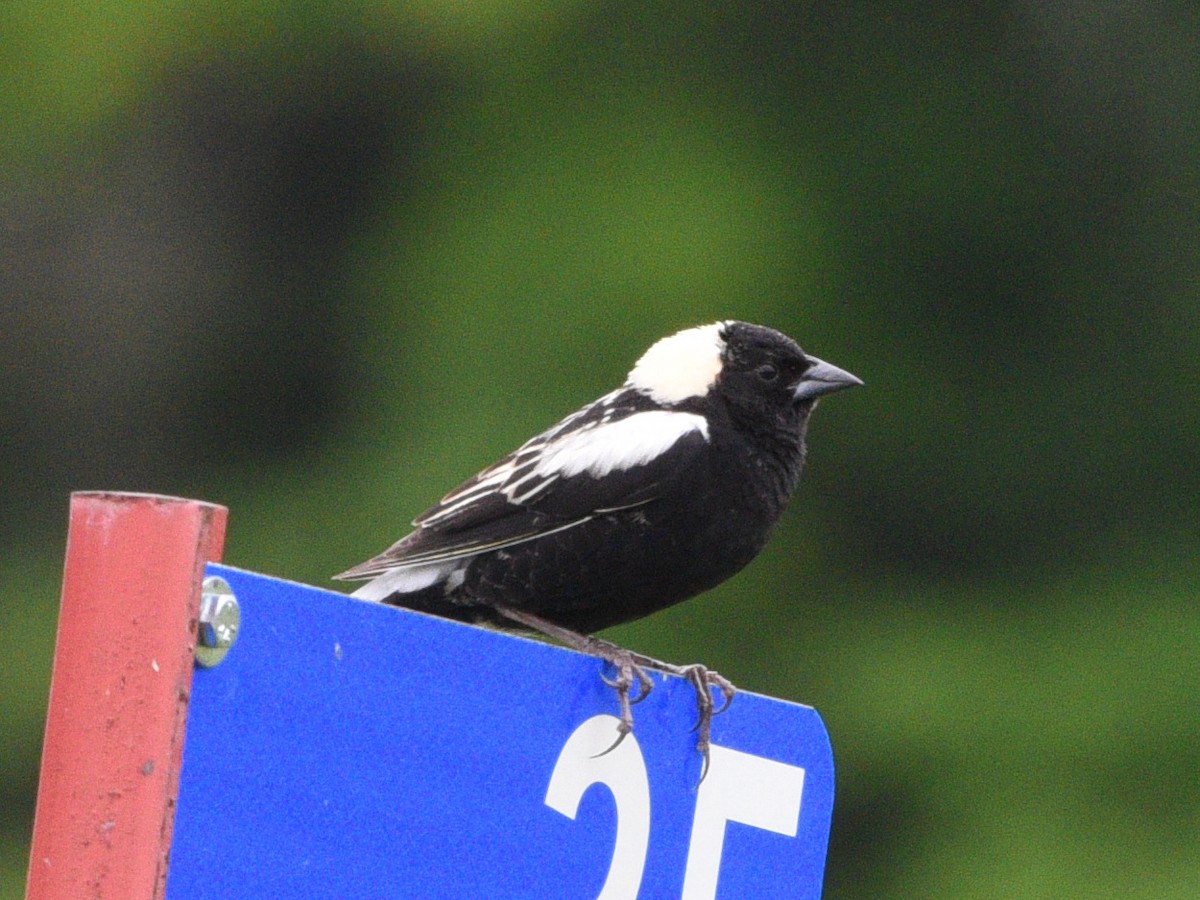 bobolink americký - ML620290094