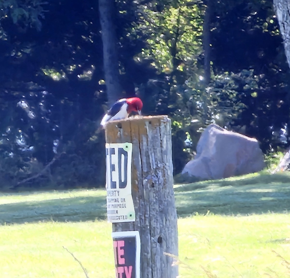 Red-headed Woodpecker - ML620290104