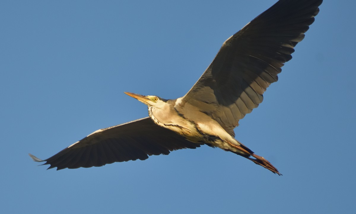 Gray Heron - ML620290105