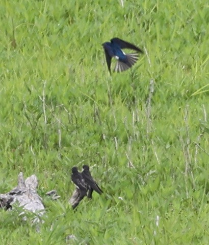 Golondrina Bicolor - ML620290106