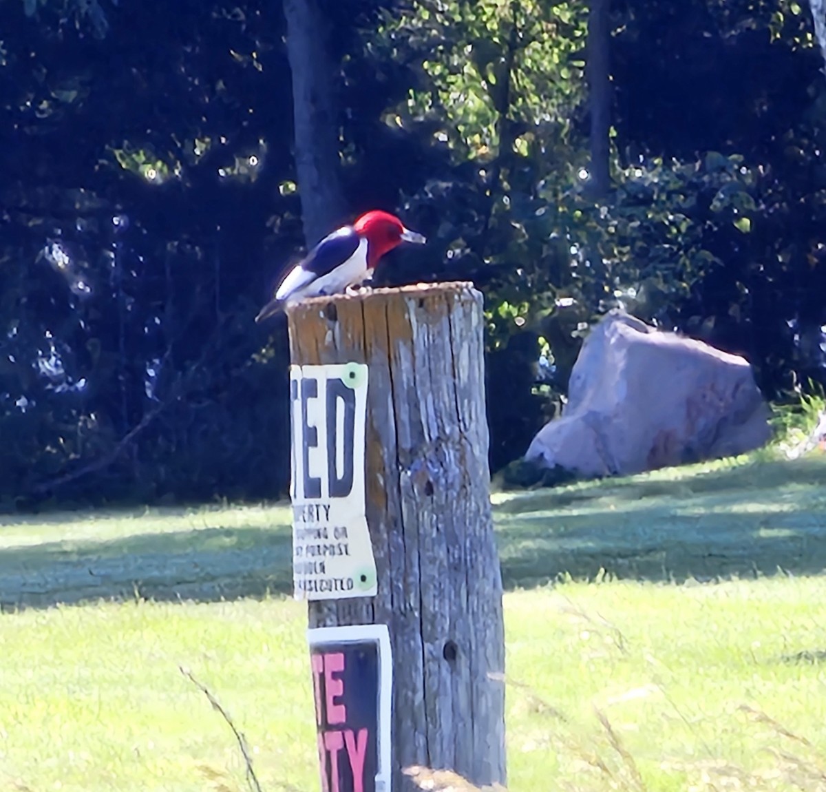 Red-headed Woodpecker - ML620290109