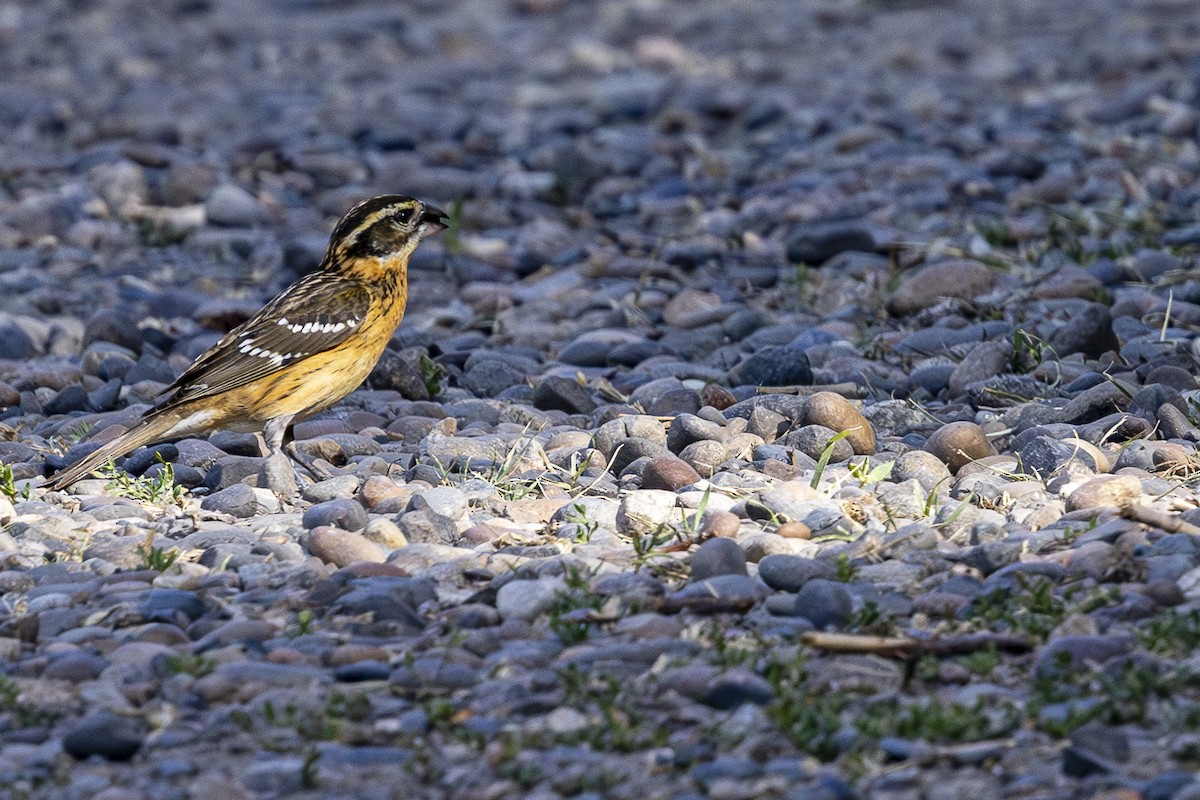 Black-headed Grosbeak - ML620290110