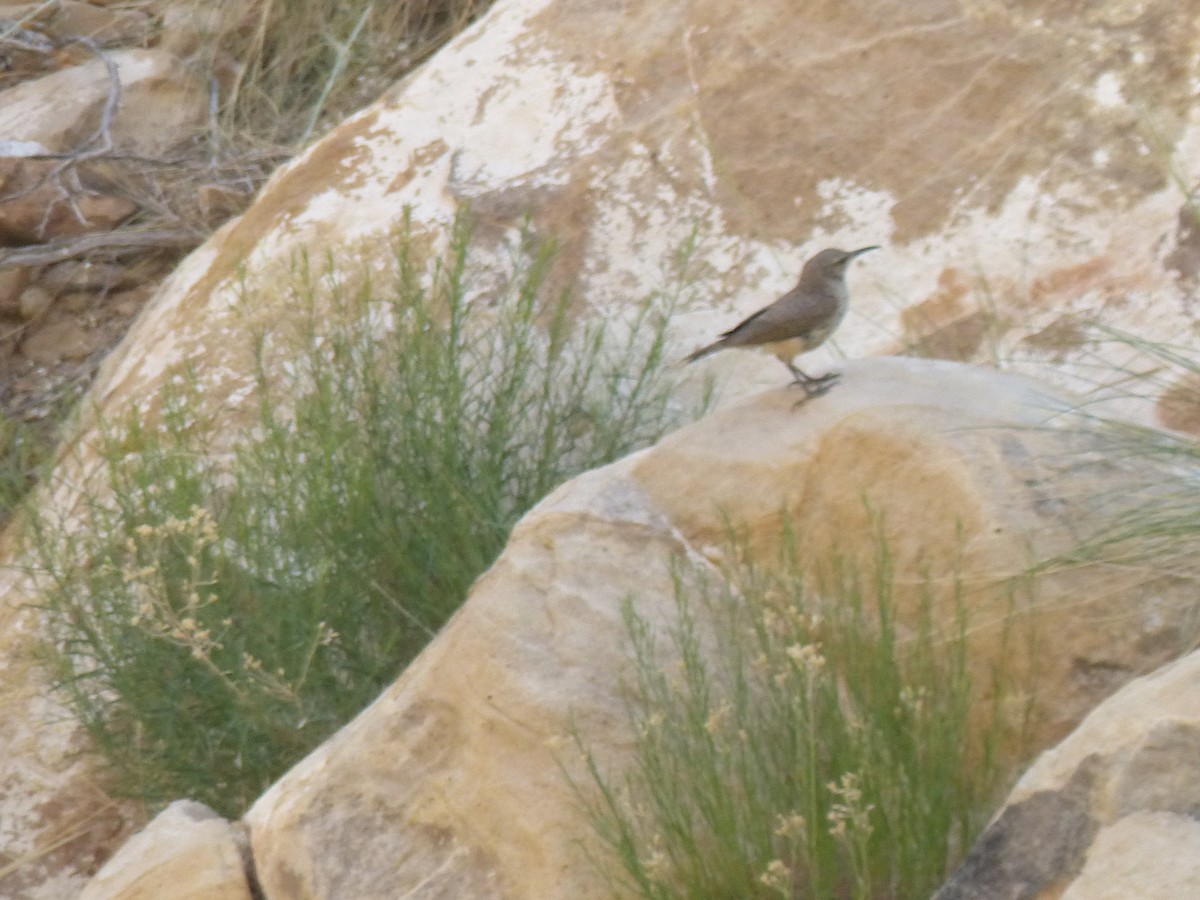 Rock Wren - ML620290111