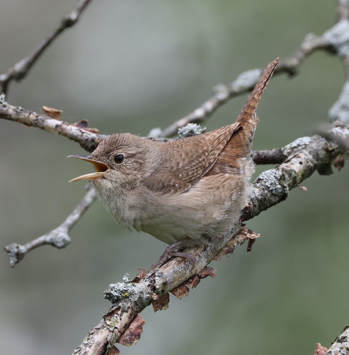 Northern House Wren - ML620290113