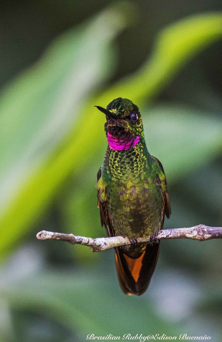 Colibri rubis-émeraude - ML620290121