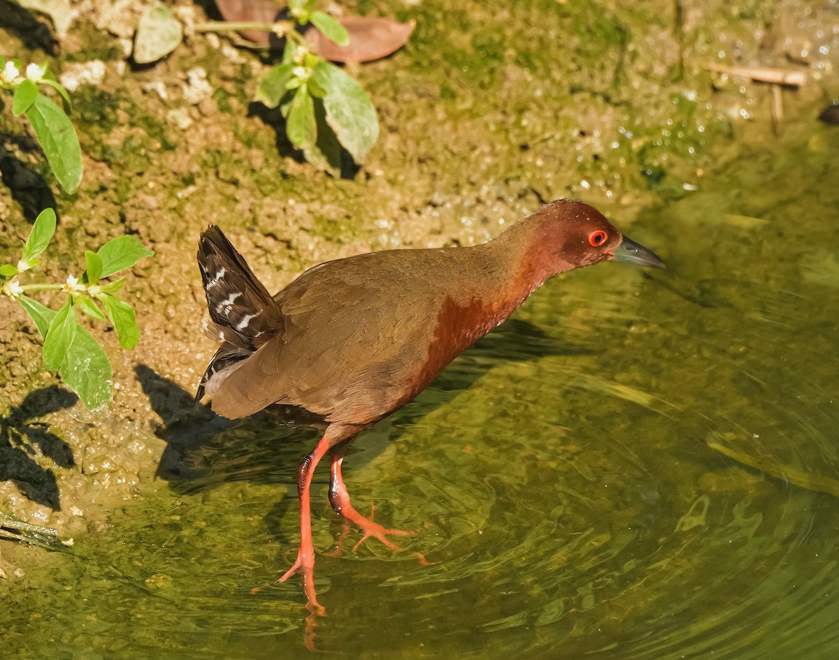 Ruddy-breasted Crake - ML620290128