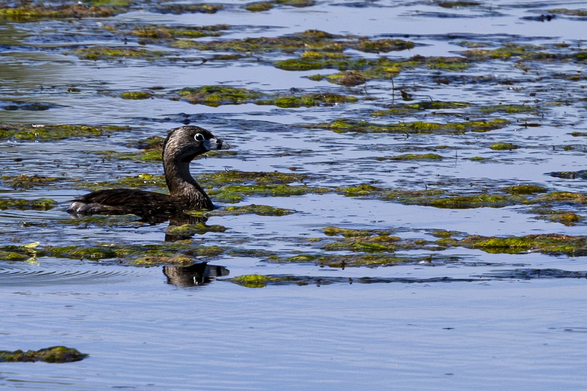 Pied-billed Grebe - ML620290129