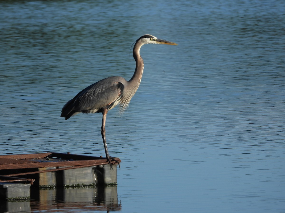 Garza Azulada - ML620290131