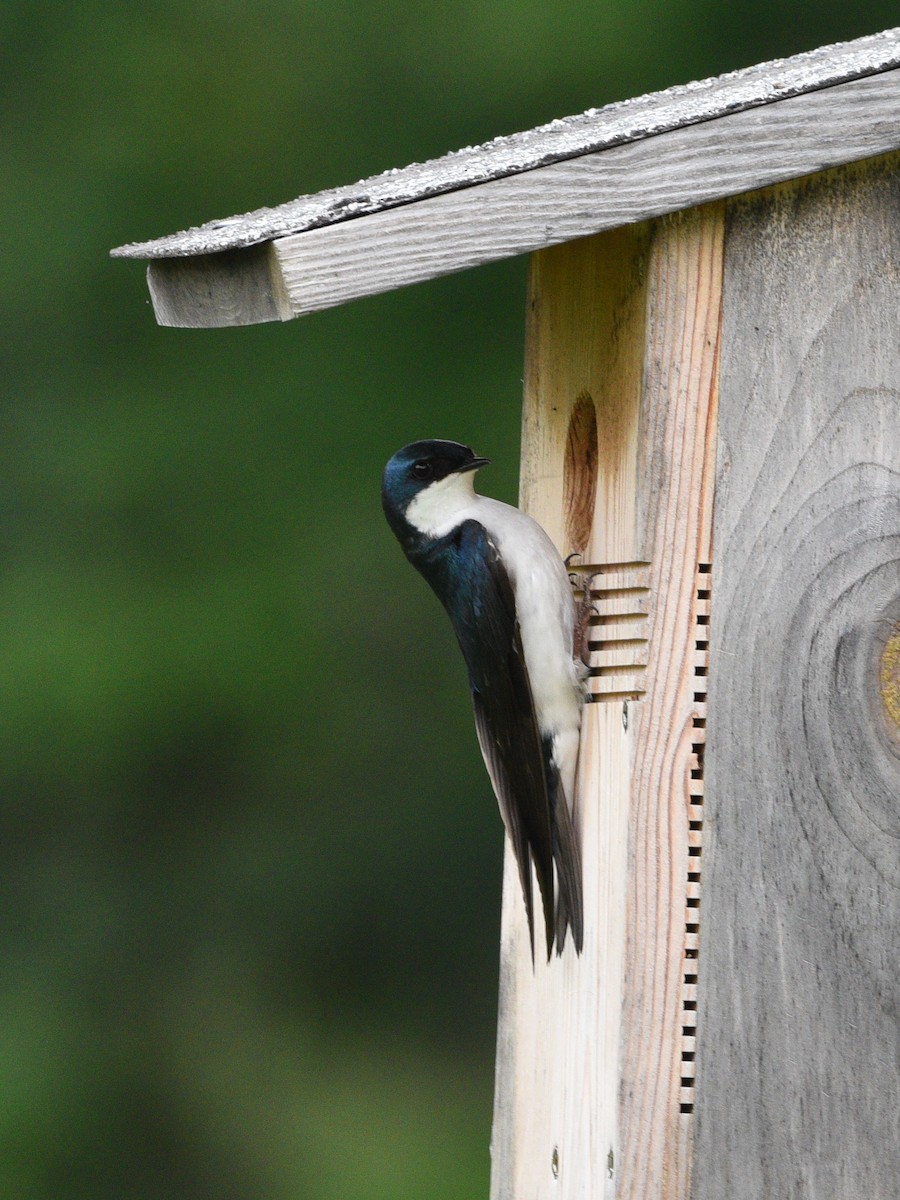 Tree Swallow - ML620290132