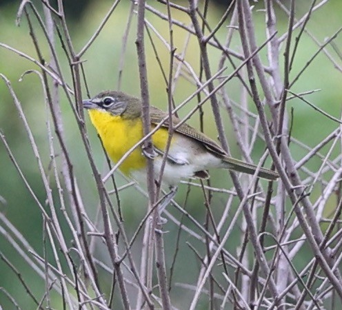 Yellow-breasted Chat - ML620290135