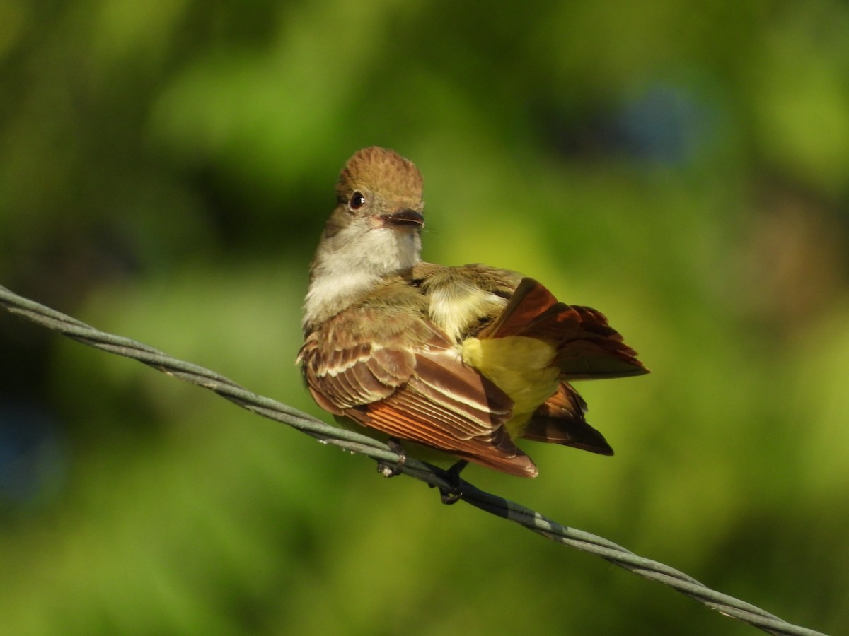 Great Crested Flycatcher - ML620290141