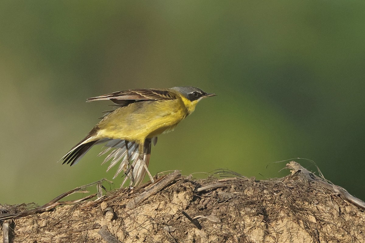 Eastern Yellow Wagtail (Manchurian) - ML620290144