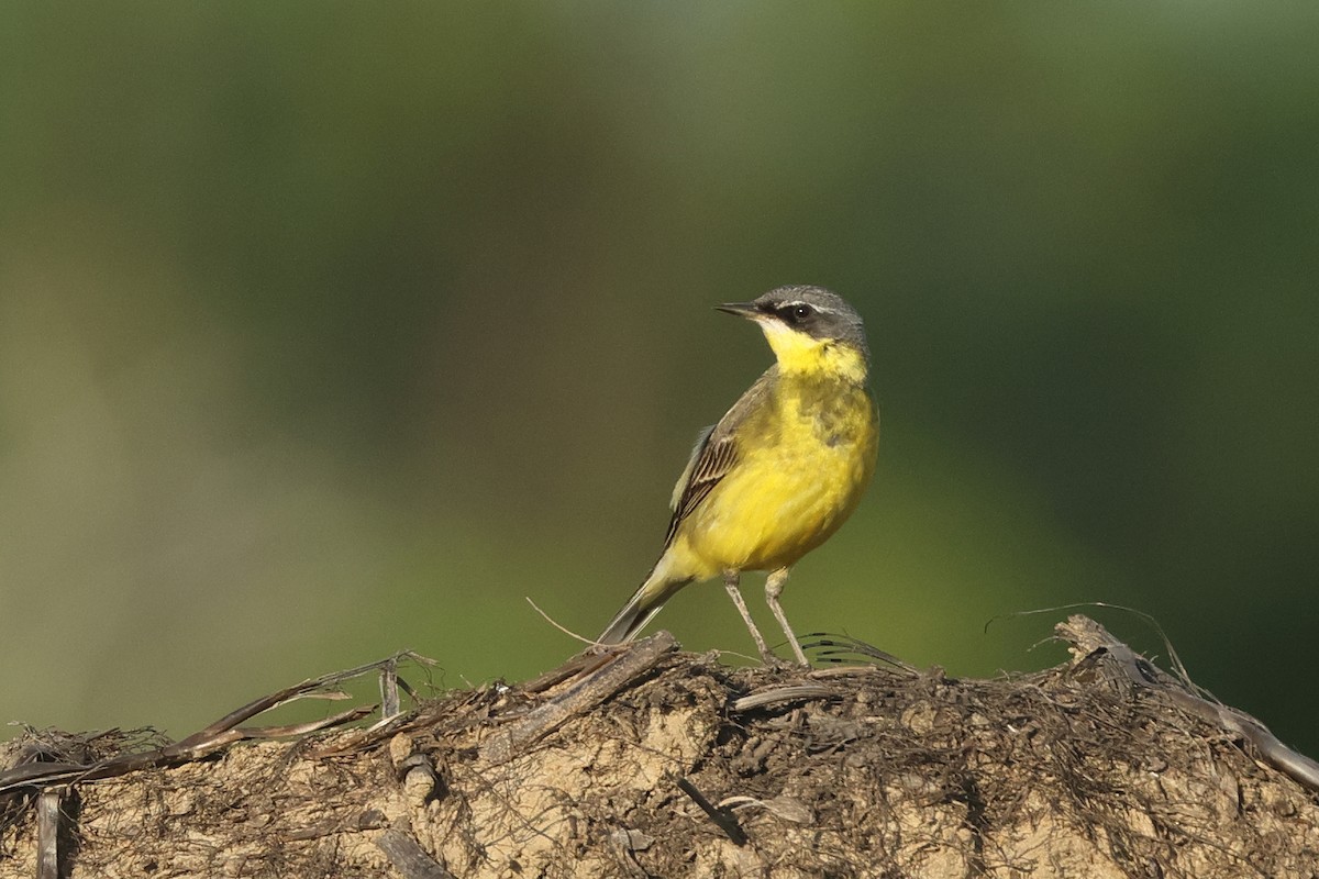 Eastern Yellow Wagtail (Manchurian) - ML620290145