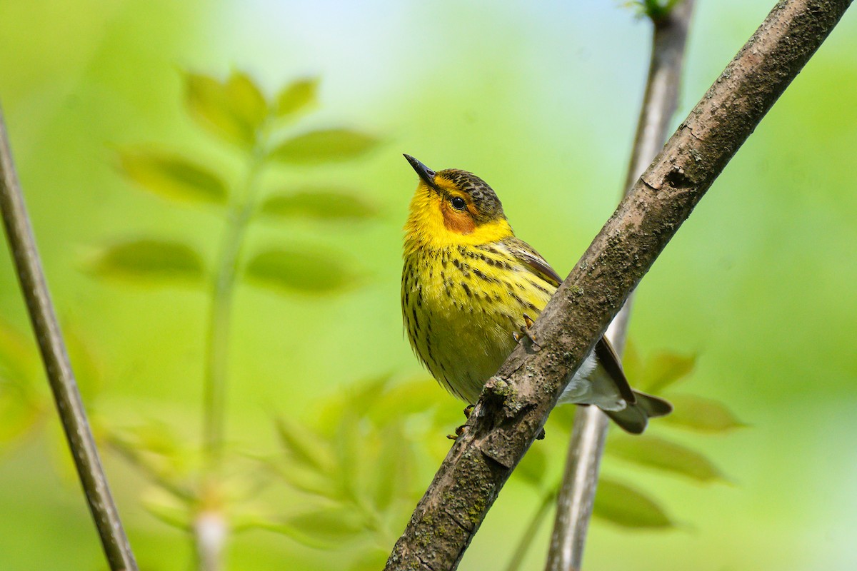 Cape May Warbler - ML620290151