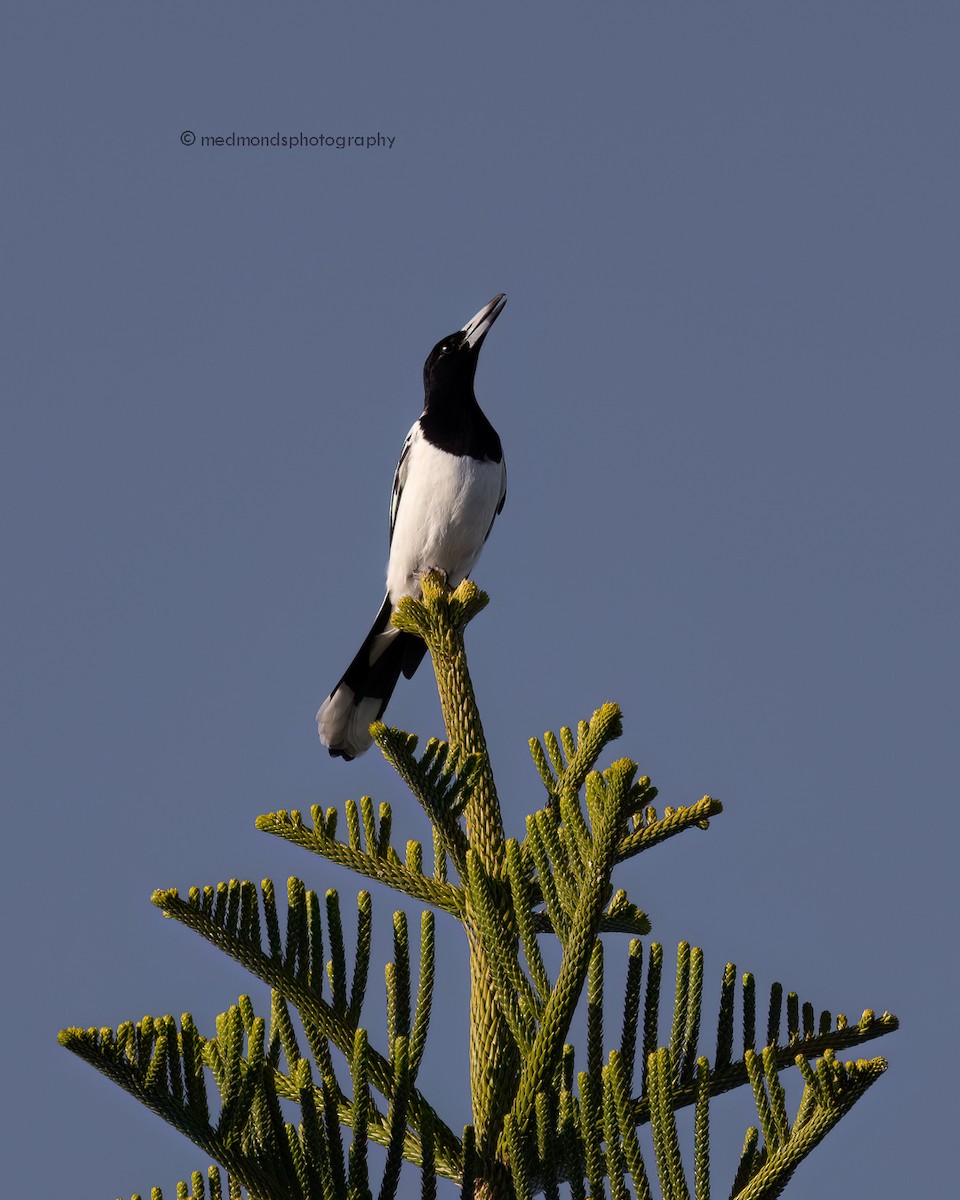 Pied Butcherbird - ML620290154