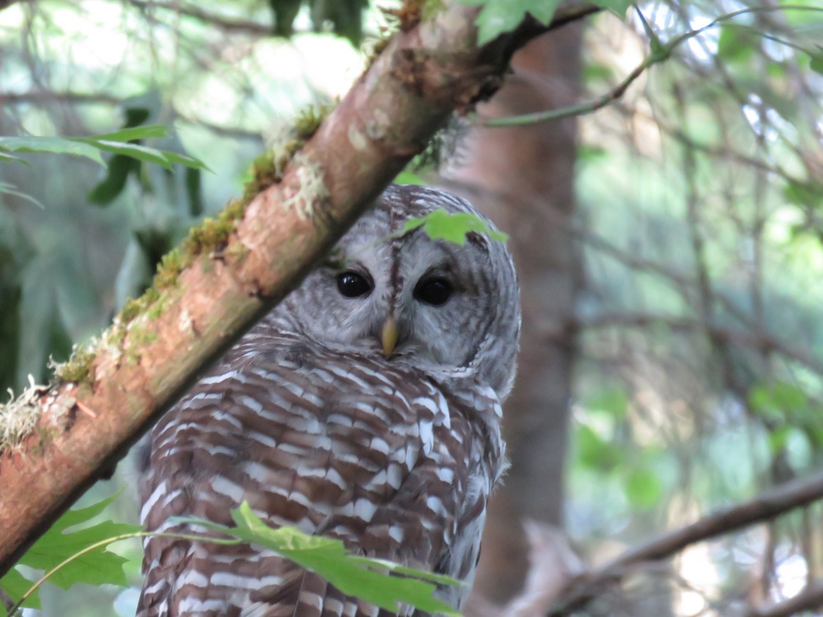 Barred Owl - ML620290156