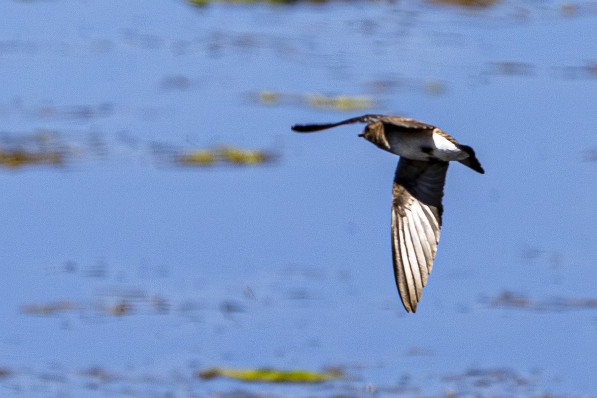 Northern Rough-winged Swallow - ML620290157