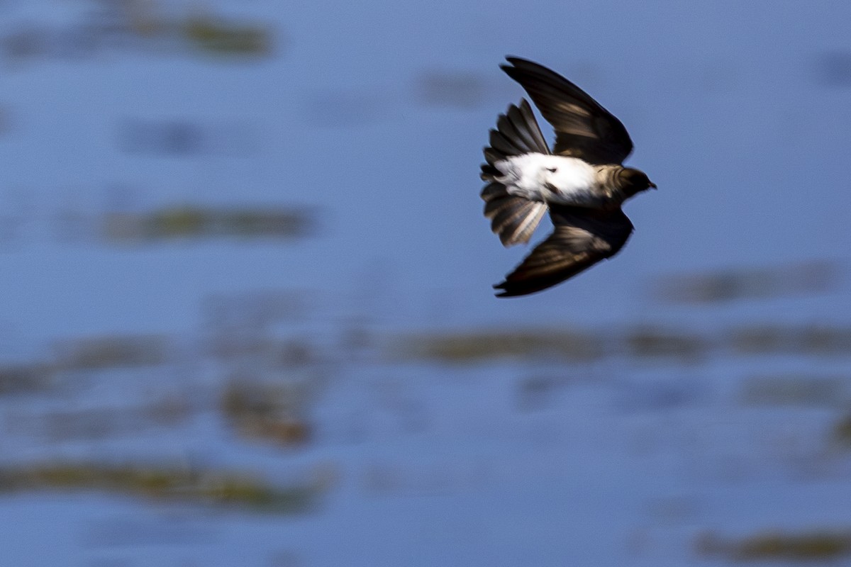 Northern Rough-winged Swallow - ML620290158