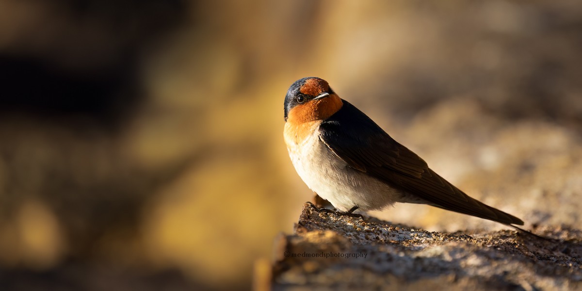 Golondrina Australiana - ML620290166