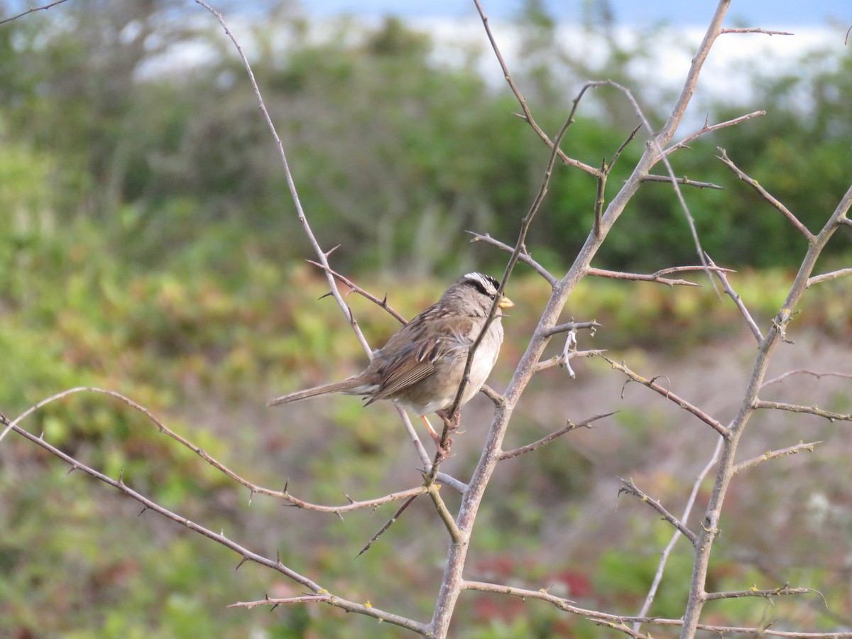 White-crowned Sparrow - ML620290168