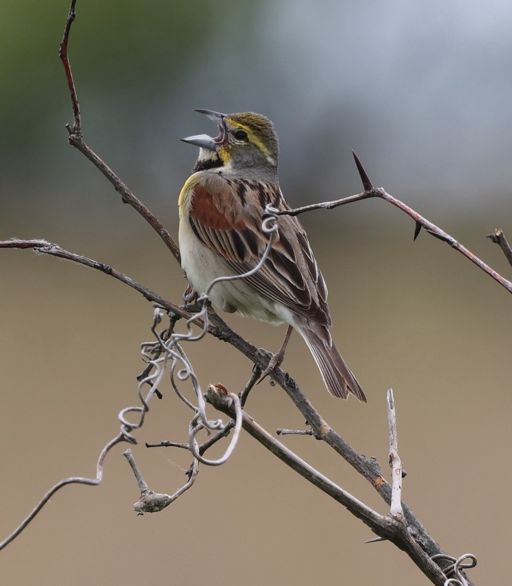 Dickcissel - ML620290169