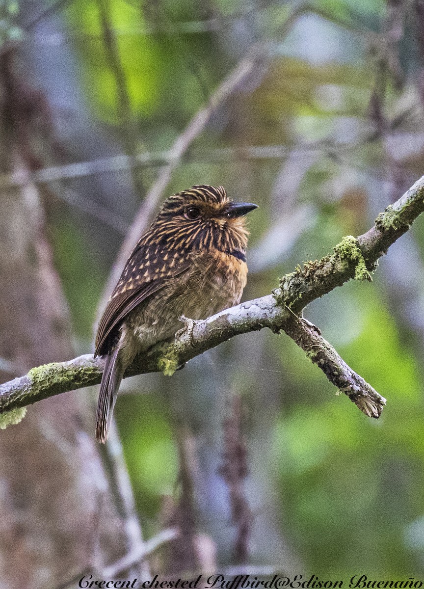 Crescent-chested Puffbird - ML620290171