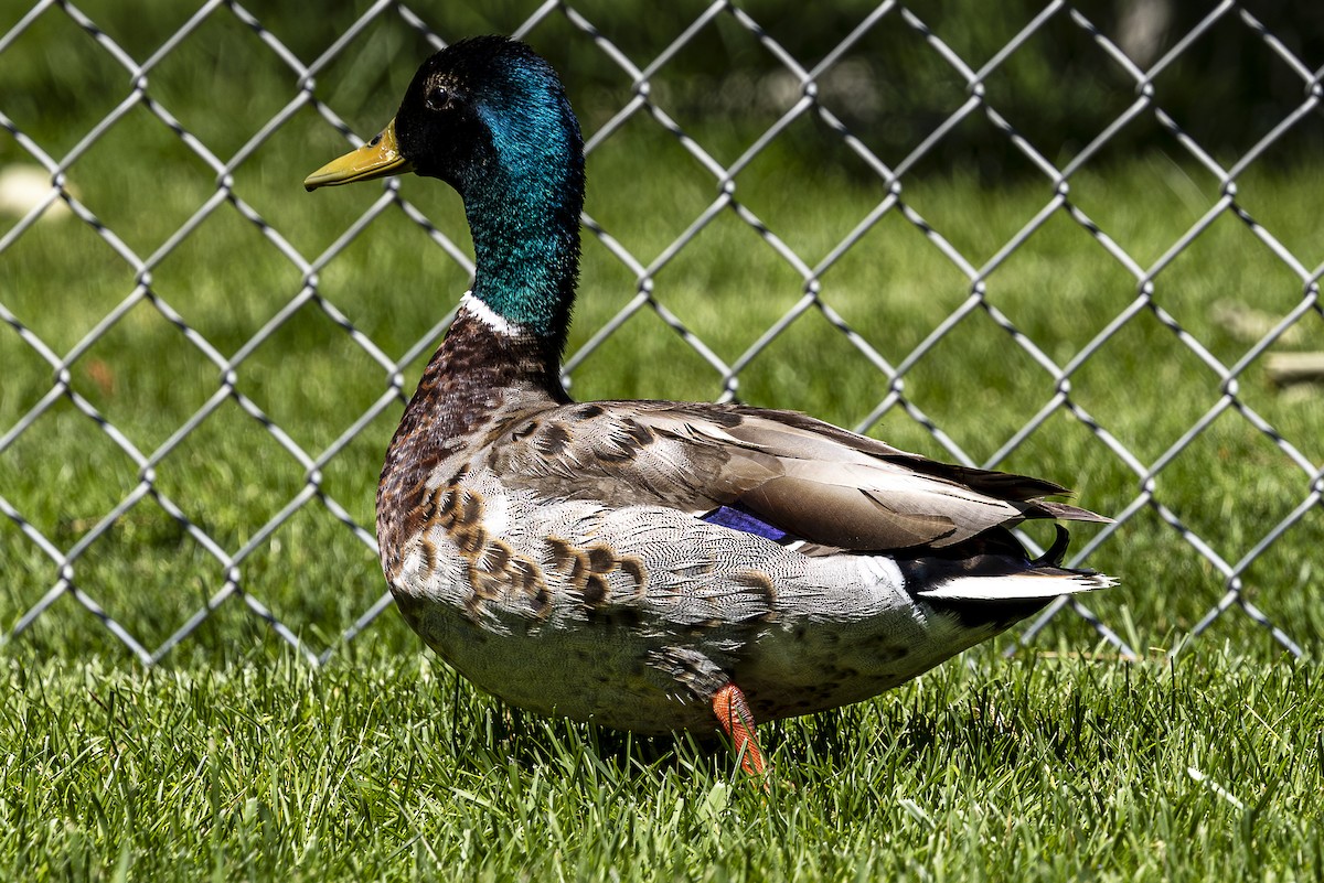 Mallard - ML620290174