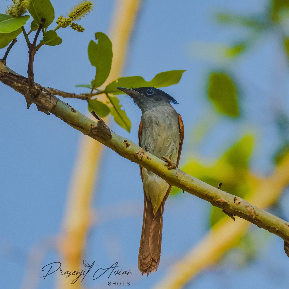 Indian Paradise-Flycatcher - ML620290175