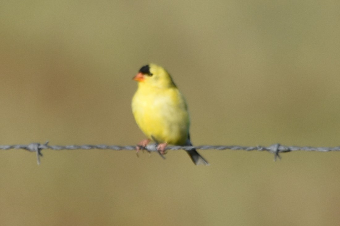 American Goldfinch - ML620290179