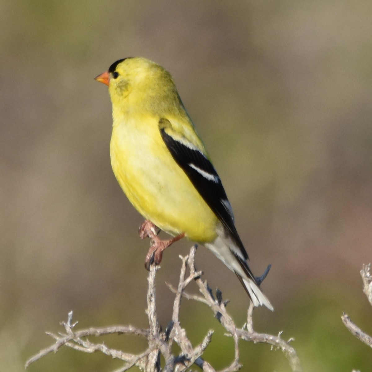 American Goldfinch - Tara Harris