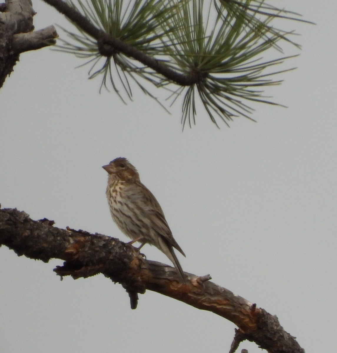 Cassin's Finch - ML620290181