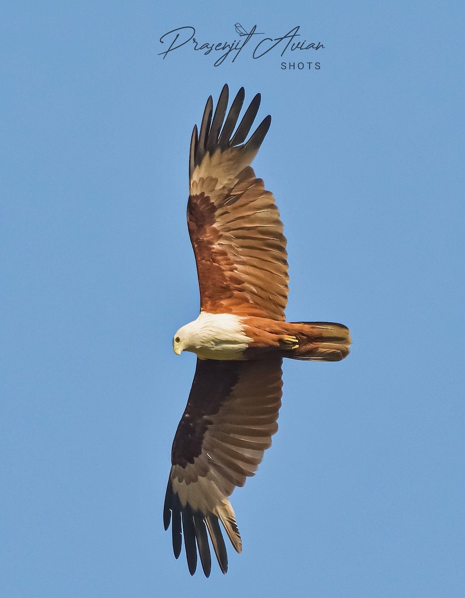 Brahminy Kite - ML620290182