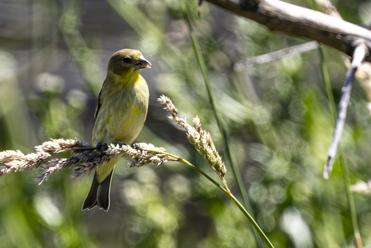 Lesser Goldfinch - ML620290184