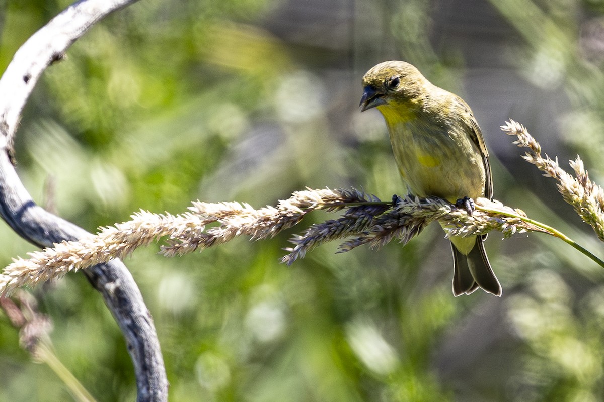 Lesser Goldfinch - ML620290186