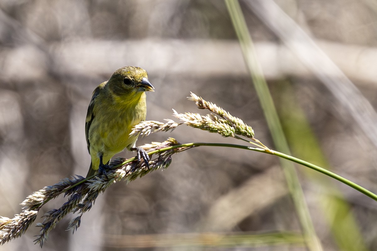 Lesser Goldfinch - ML620290187