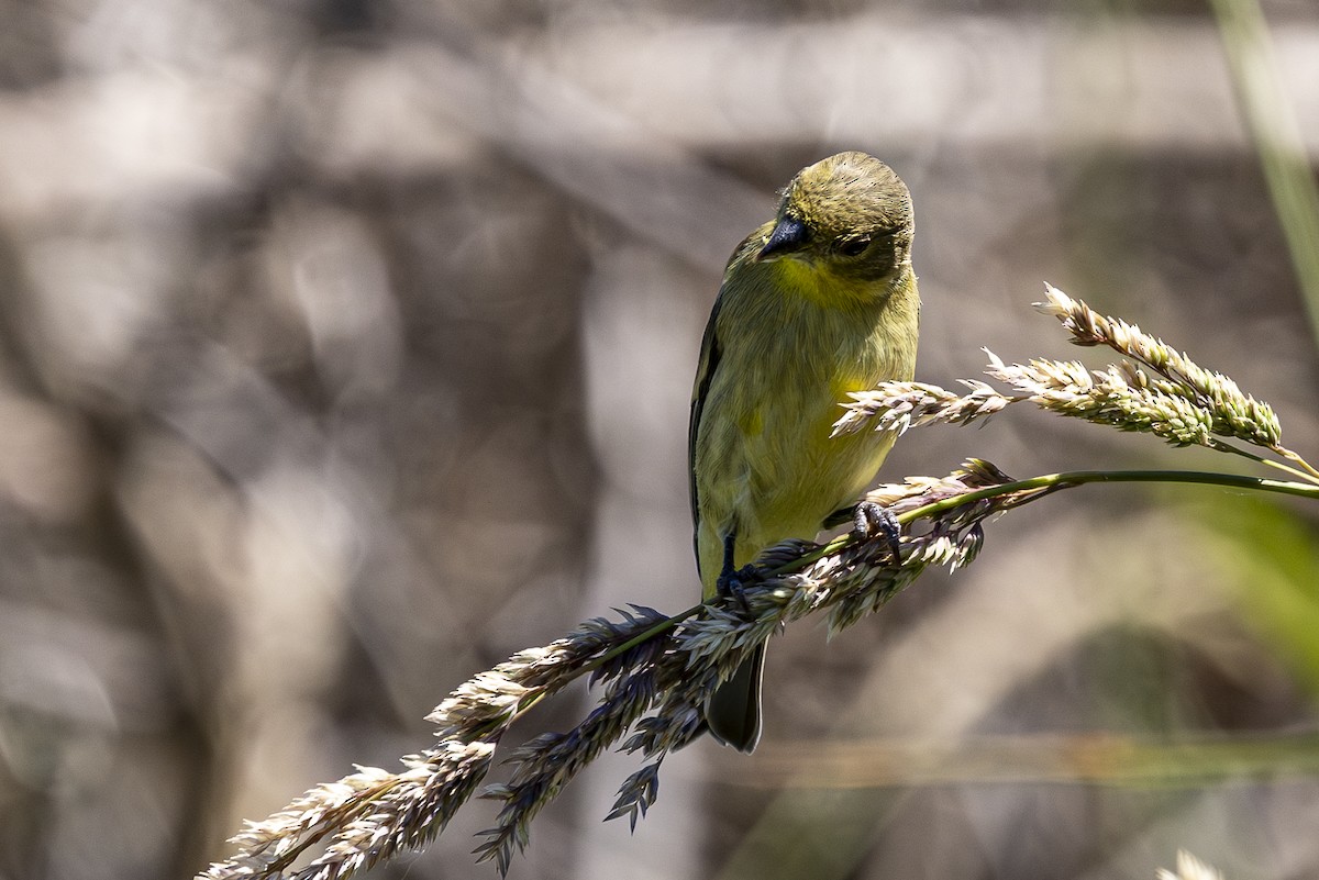 Lesser Goldfinch - ML620290190